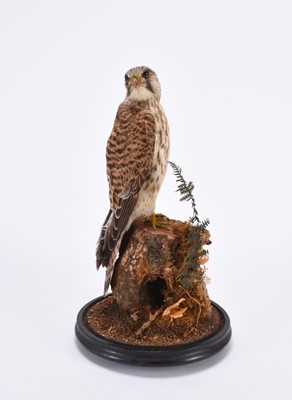 Lot 37 - Taxidermy: A Common Kestrel (Falco tinnunculus) diorama