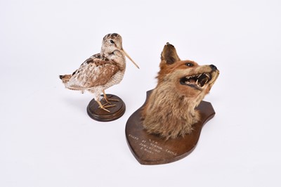 Lot 83 - Taxidermy: Red Fox Mask (Vulpes vulpes) and a Woodcock