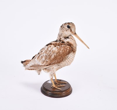 Lot 83 - Taxidermy: Red Fox Mask (Vulpes vulpes) and a Woodcock