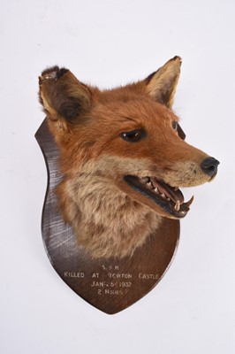 Lot 83 - Taxidermy: Red Fox Mask (Vulpes vulpes) and a Woodcock