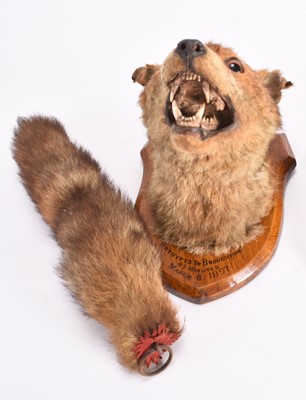 Lot 71 - Taxidermy: A Red Fox mask with tail (Vulpes vulpes), dated 1897