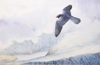 Lot 41 - Owen Williams (b.1956) Two Watercolours of Peregrines