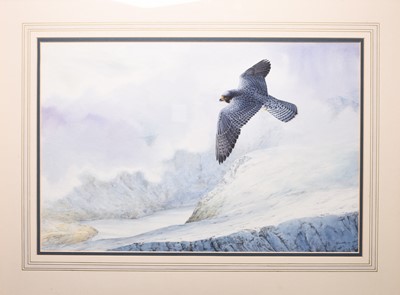 Lot 41 - Owen Williams (b.1956) Two Watercolours of Peregrines