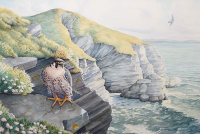 Lot 41 - Owen Williams (b.1956) Two Watercolours of Peregrines
