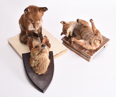 Lot 125 - Taxidermy: Two European Red Fox (Vulpes vulpes) cub specimens and a mask