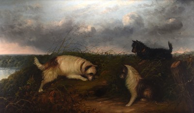 Lot 12 - J Langlois (c.1855-1904) A Large Oil of Terriers at a Rabbit Hole