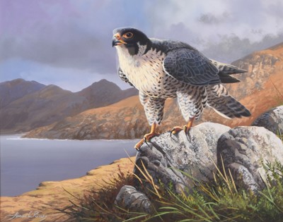 Lot 39 - Adrian Rigby (b.1962) Highland Peregrine