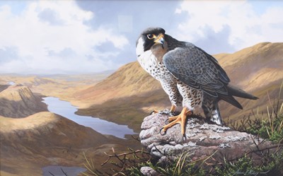 Lot 36 - Adrian Rigby (b.1962) Peregrine Above Buttermere