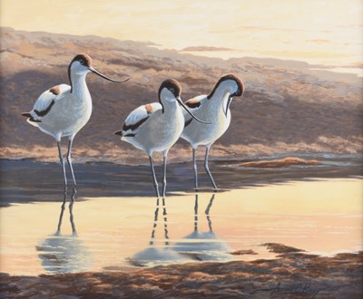 Lot 611 - Adrian Rigby (b.1962) Avocets, The Evening Tide