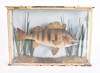 Lot 131 - Taxidermy: A cased European Perch (Perca fluviatilis)