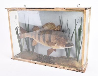 Lot 131 - Taxidermy: A cased European Perch (Perca fluviatilis)