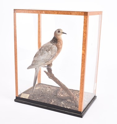 Lot 51 - Taxidermy: A cased Chinese Dove (Turtur chinensis), dated 1905