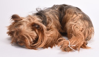 Lot 3 - Taxidermy: A Yorkshire Terrier puppy (Canis lupus familiaris)