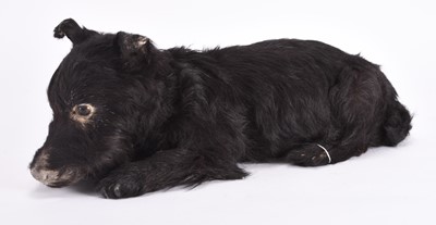 Lot 14 - Taxidermy: A Scottish Terrier (Canis lupus familiaris)