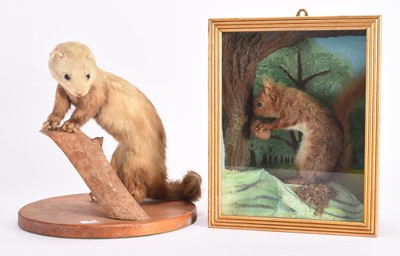 Lot 117 - Taxidermy: A Ferret (Mustela furo) and a cased Red Squirrel (Sciurus vulgaris)