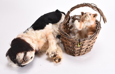 Lot 6 - Taxidermy: A King Charles Spaniel (Canis lupus familiaris) and a kitten in basket (Felis catus)