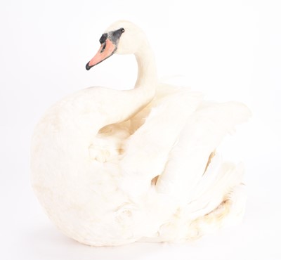 Lot 65 - Taxidermy: A Mute Swan (Cygnus olor)