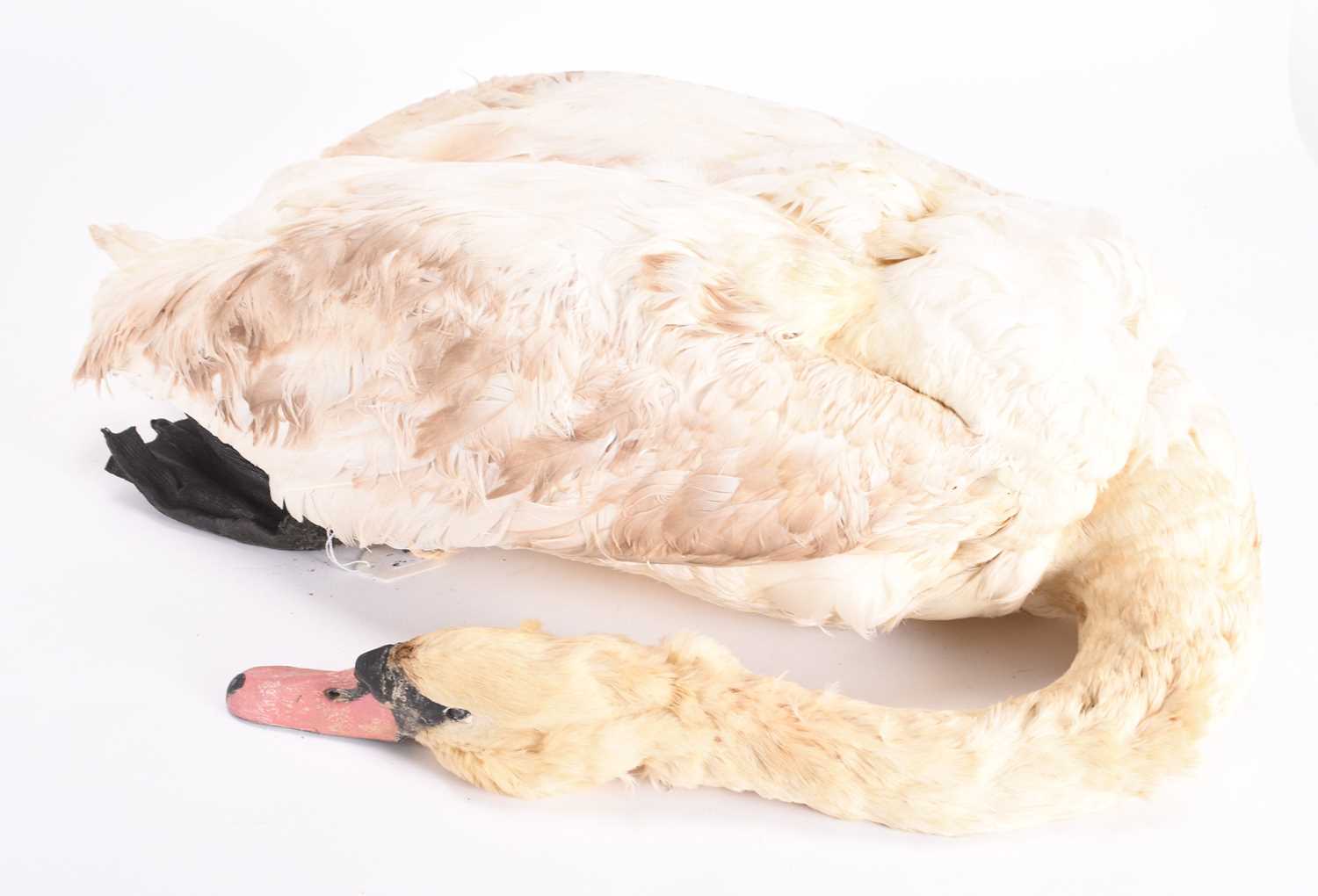 Lot 63 - Taxidermy: A Mute Swan (Cygnus olor)