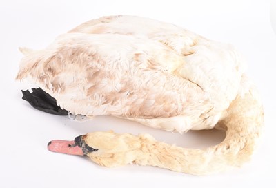 Lot 63 - Taxidermy: A Mute Swan (Cygnus olor)