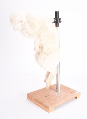 Lot 118 - Taxidermy: A Winter Hare (Lepus timidus)