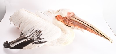 Lot 101 - Taxidermy: A Great White Pelican (Pelecanus onocrotalus)