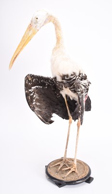 Lot 61 - Taxidermy: A Milky Stork (Mycteria cinerea)