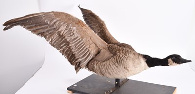 Lot 64 - Taxidermy: A Canada Goose (Branta Canadensis)