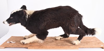 Lot 5 - Taxidermy: A Border Collie (Canis lupus familiaris)