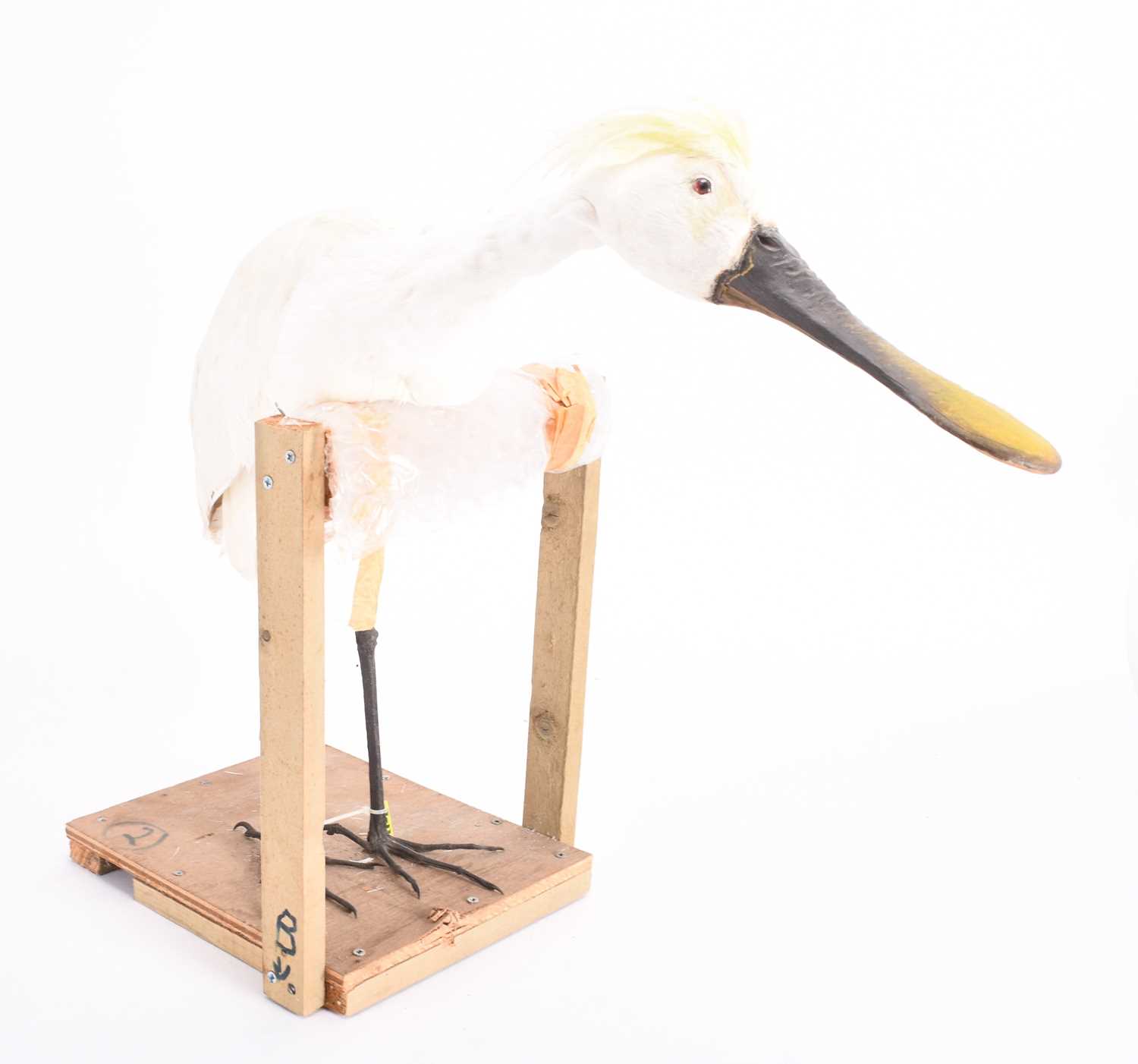 Lot 60 - Taxidermy: A replica Eurasian Spoonbill (Platalea leucorodia)
