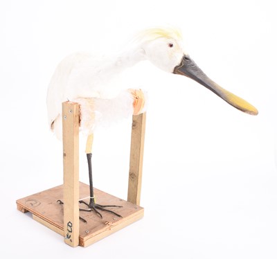 Lot 60 - Taxidermy: A Eurasian Spoonbill (Platalea leucorodia)