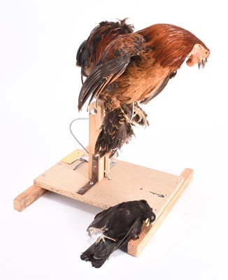 Lot 69 - Taxidermy: A Cochin Chicken (Gallus gallus domesticus) and a Blackbird specimen (Turdus merula)