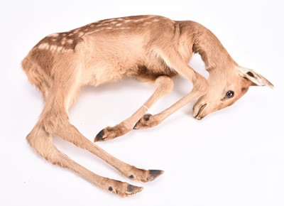 Lot 24 - Taxidermy: A Red Deer fawn (Cervus elaphus)