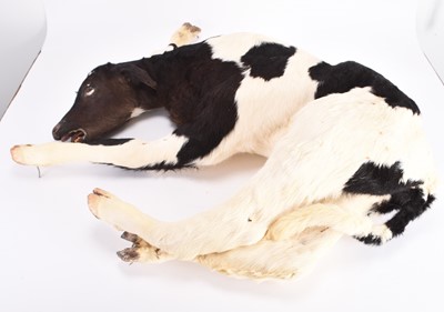 Lot 113 - Taxidermy: A Holstein Fresian calf (Bos taurus taurus)