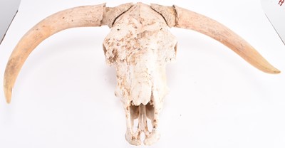 Lot 114 - Antlers/Horns: A Holstein skull with horns