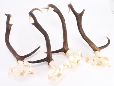 Lot 19 - Antlers/Horns: A collection of antlers and skulls