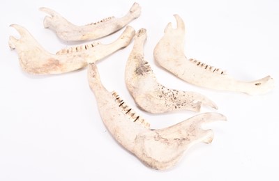 Lot 102 - Skulls/Skeletal: A collection of skeletal parts, various species