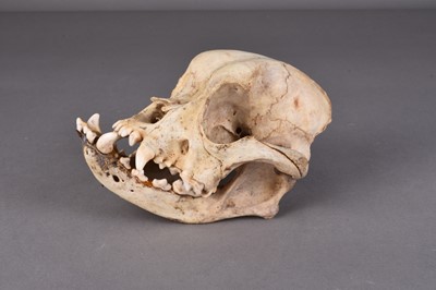 Lot 242 - Skulls/Anatomy: A Bulldog skull (Canine lupus familiaris)