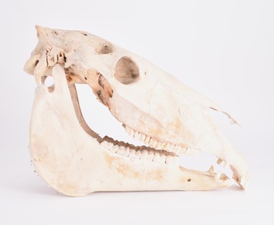 Lot 95 - Skulls/Skeletal: A complete horse skull