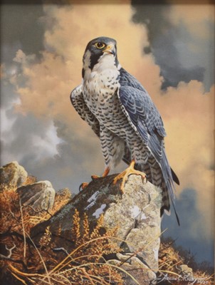 Lot 146 - Adrian Rigby (b.1962) A Collection of signed limited edition Wildlife Prints