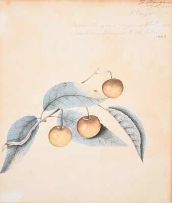 Lot 175 - Two Botanical Watercolour Studies (c.1823) from Mount Congreve