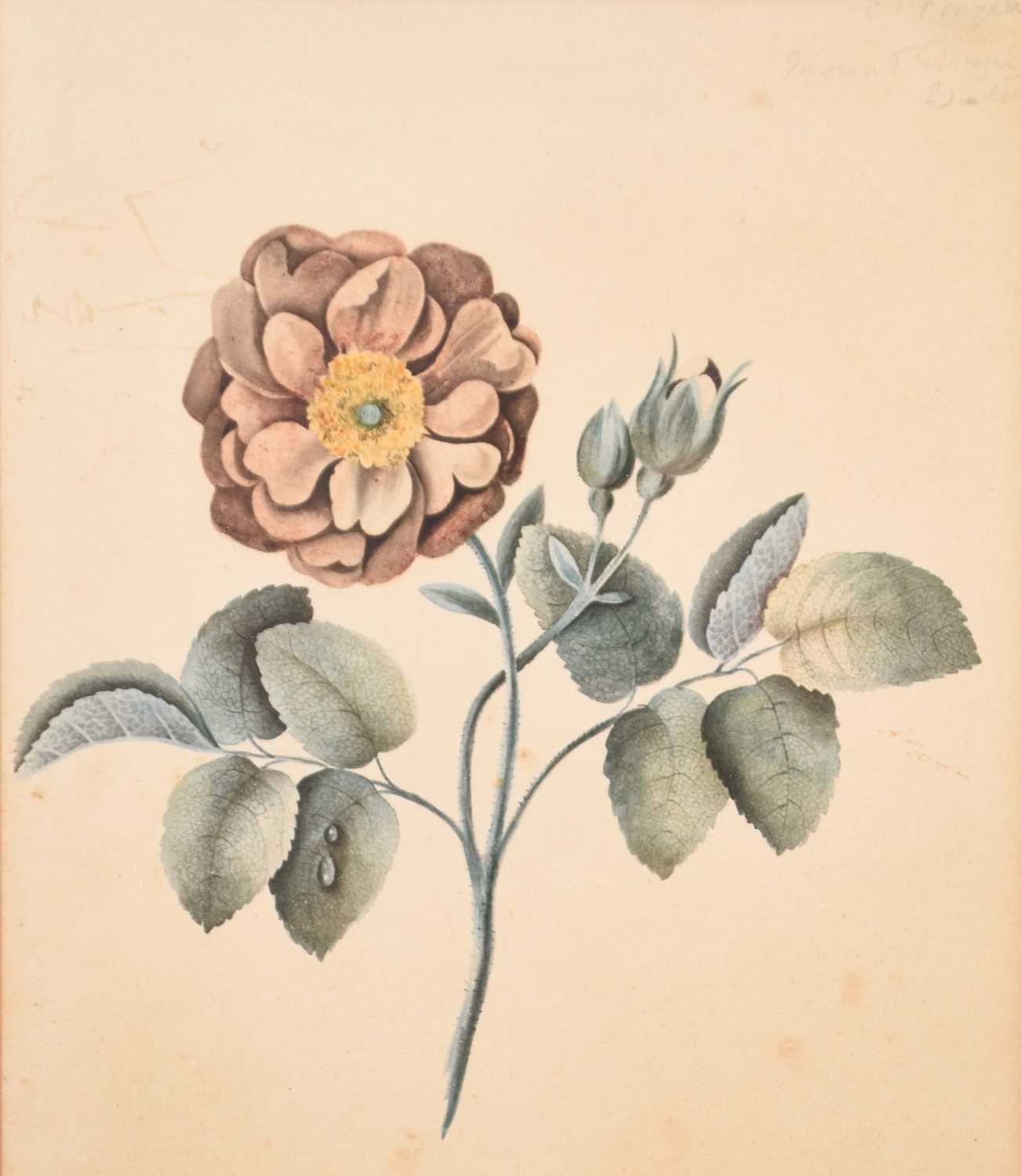Lot 175 - Two Botanical Watercolour Studies (c.1823) from Mount Congreve
