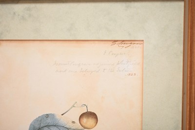 Lot 175 - Two Botanical Watercolour Studies (c.1823) from Mount Congreve