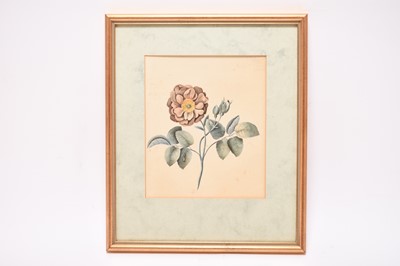 Lot 175 - Two Botanical Watercolour Studies (c.1823) from Mount Congreve