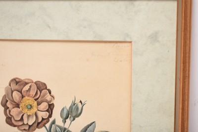 Lot 175 - Two Botanical Watercolour Studies (c.1823) from Mount Congreve