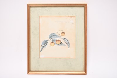 Lot 175 - Two Botanical Watercolour Studies (c.1823) from Mount Congreve