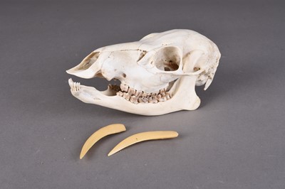 Lot 229 - Skulls/Anatomy: A Chinese Water Deer skull and a Pine Marten skull