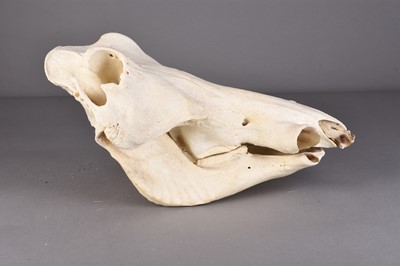 Lot 191 - Skulls/Anatomy: A Warthog skull (Phacochoerus)