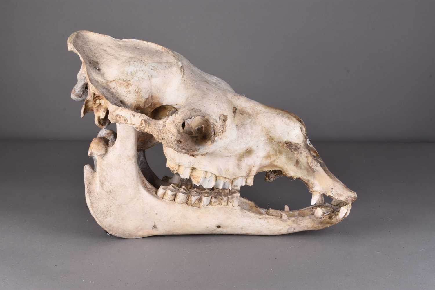 Lot 114 - Skulls/Anatomy: A Bactrian Camel skull (Camelus bactrianus)