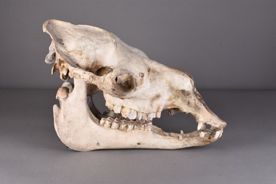 Lot 114 - Skulls/Anatomy: A Bactrian Camel skull (Camelus bactrianus)