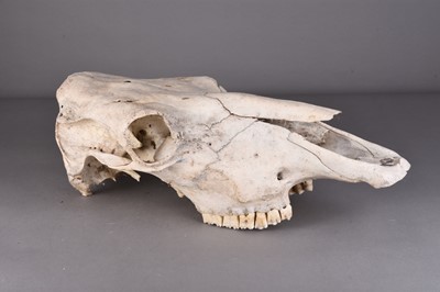 Lot 5 - Skulls/Anatomy: A Friesian Cow skull (Bos taurus taurus) with bovine ribcage and other items